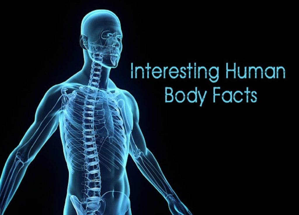Fascinating Human Body facts 
